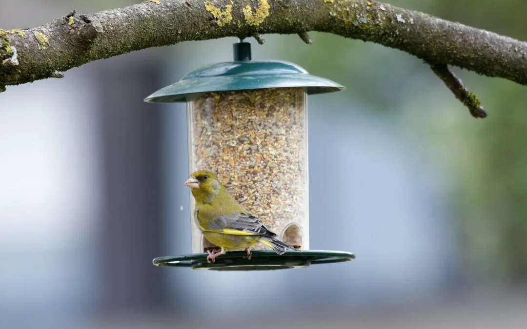 The Wildest Event of the Year – The 2022 Wild Bird Feeding Institute Annual Meeting
