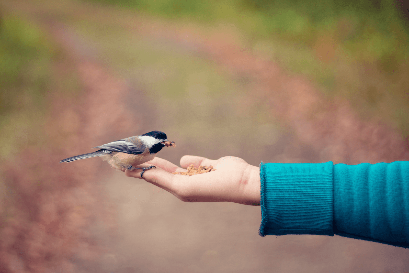 bird being hand-fed